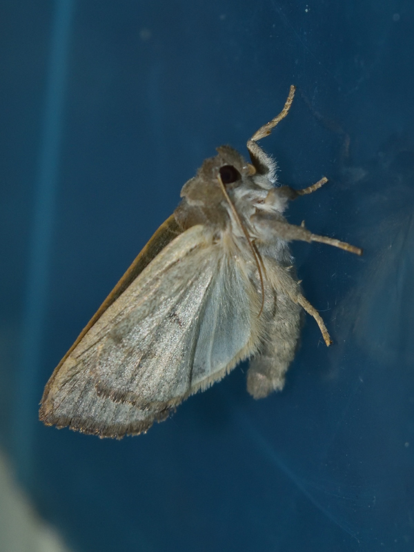 Ipimorpha subtusa, Noctuidae